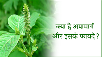 क्या है अपामार्ग(चिरचिटा) और इसके फायदे?