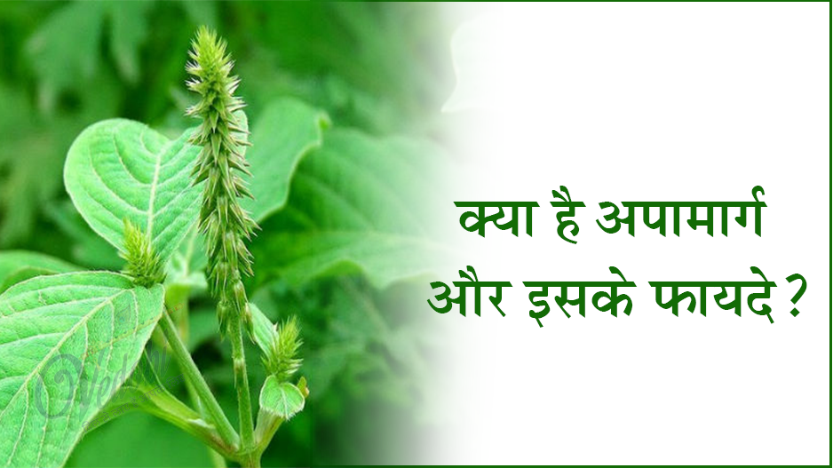 क्या है अपामार्ग(चिरचिटा) और इसके फायदे?
