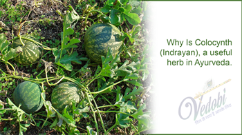 Why is Colocynth(Indrayan) a useful herb in Ayurveda