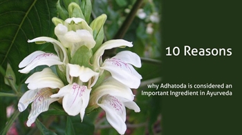 Reasons why Adoosa is considered an Important Ingredient in Ayurveda