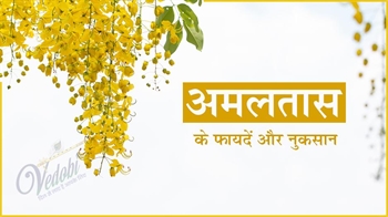 अमलतास के फायदें और नुकसान