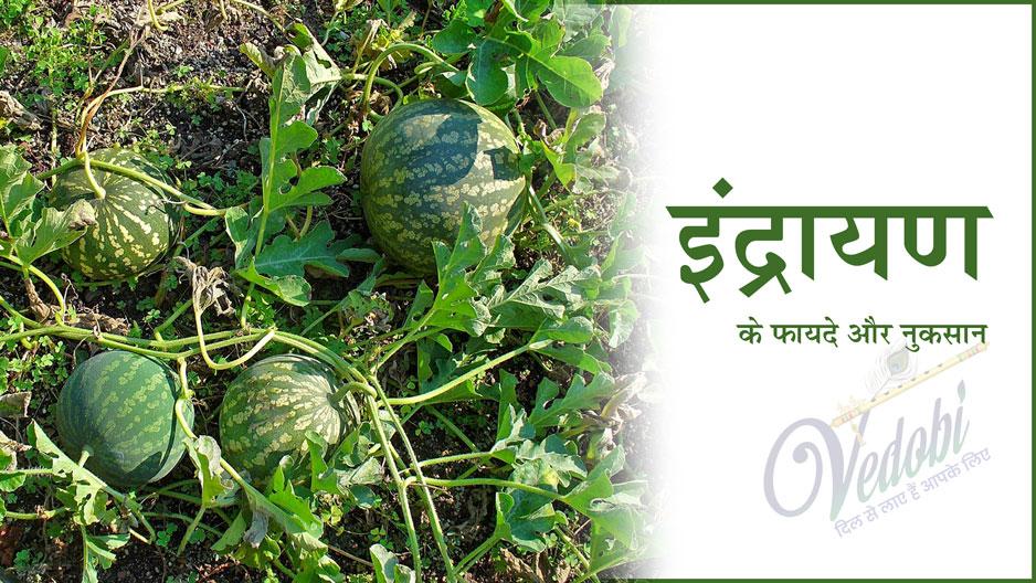 इंद्रायण इसके फायदे और नुकसान