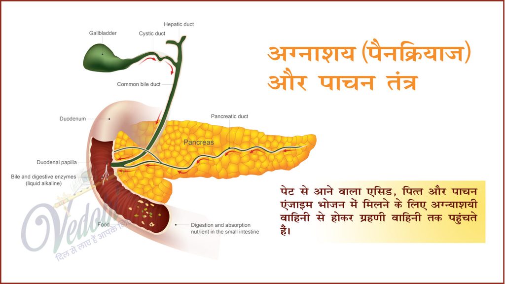 जानें, शरीर के किस हिस्से को कहते हैं पैनक्रियाज?