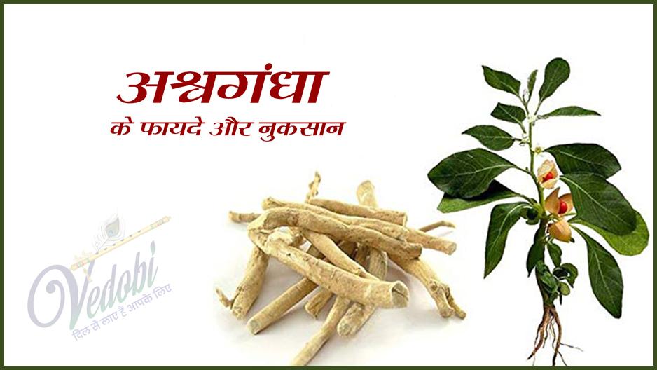 अश्वगंधा