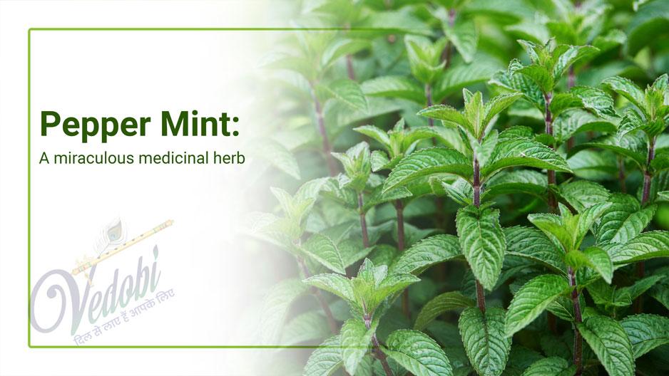 Pudina: A Miraculous Medicinal Herb