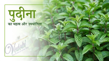 पुदीना