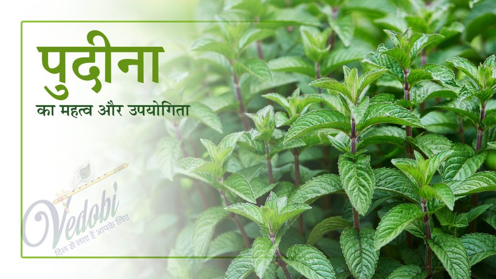 पुदीना
