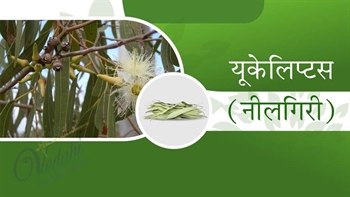 यूकलिप्टस (नीलगिरी)