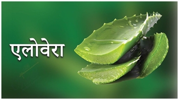 एलोवेरा