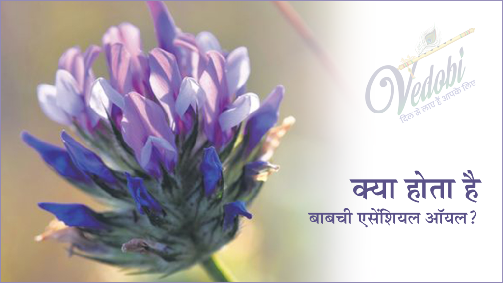 क्या होता है बाबची एसेंशियल ऑयल?