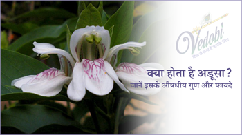 क्या होता है अडूसा? जानें इसके औषधिय गुण और फायदे