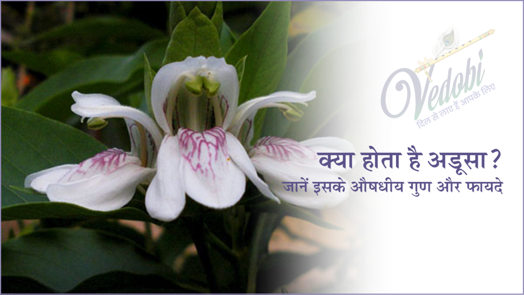 क्या होता है अडूसा? जानें इसके औषधिय गुण और फायदे