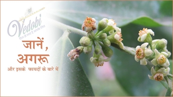 जानें, अगरु और इसके फायदों के बारे में
