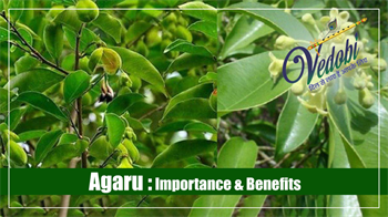Agaru: Its Importance & Benefits