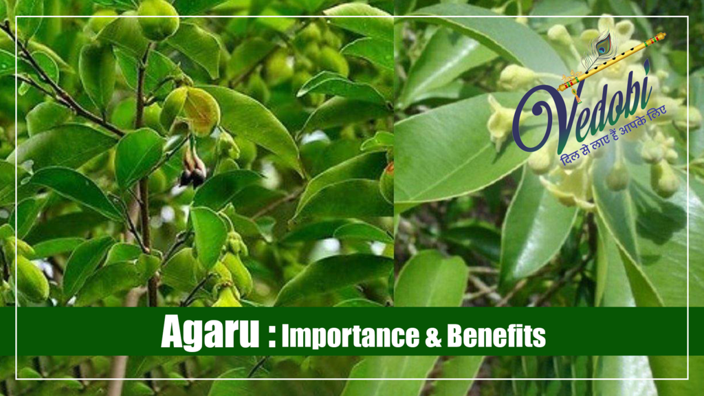 Agaru: Its Importance & Benefits