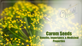 Carom Seeds- Benefits, Importance, & Medicinal Properties