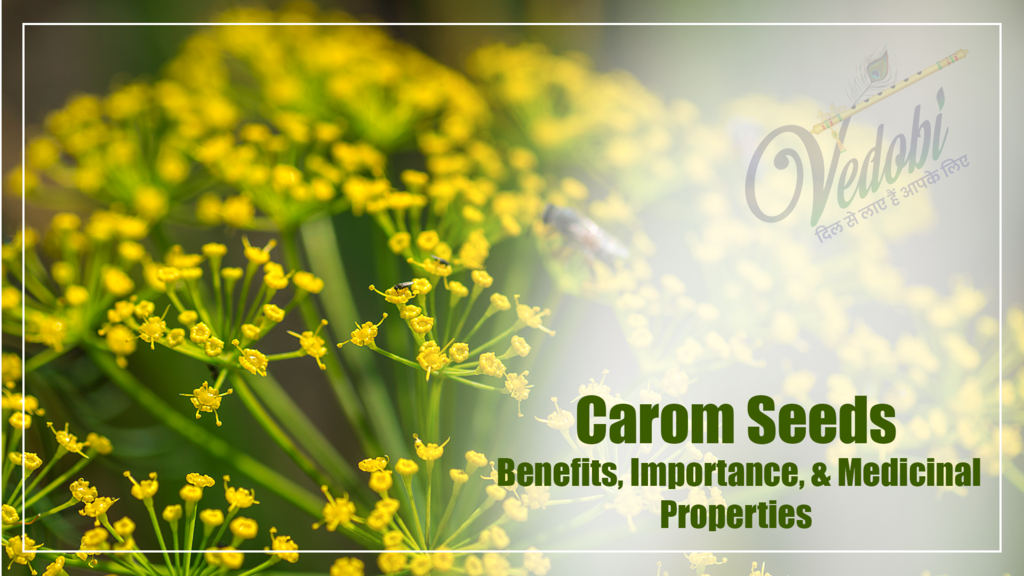 Carom Seeds- Benefits, Importance, & Medicinal Properties