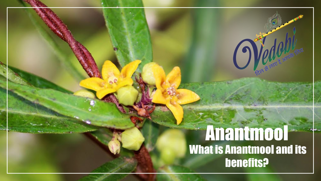 What is Anantmool and its benefits?