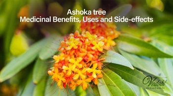 Ashoka tree- Medicinal Benefits, Uses and Side-effects