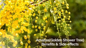 Amaltas(Golden Shower Tree)- Benefits & Side-effects