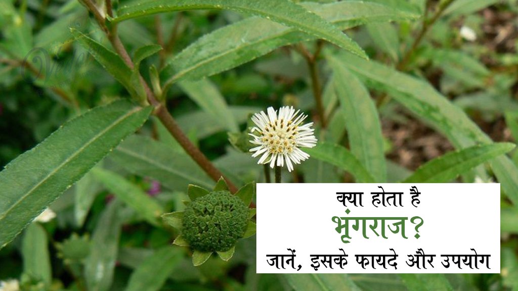 क्या होता है भृंगराज, जानें इसके फायदे और उपयोग