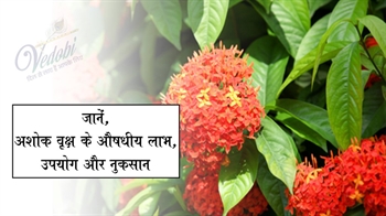 जानें, अशोक वृक्ष के औषधीय लाभ, उपयोग और नुकसान