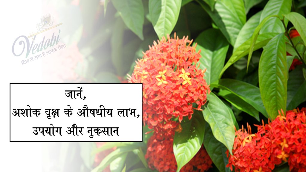 जानें, अशोक वृक्ष के औषधीय लाभ, उपयोग और नुकसान