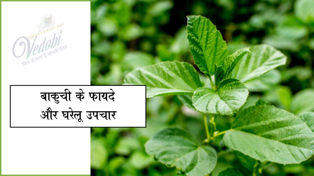 बाकुची के फायदे और घरेलू उपचार