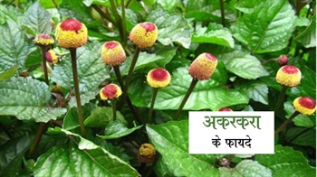 अकरकरा के फायदे