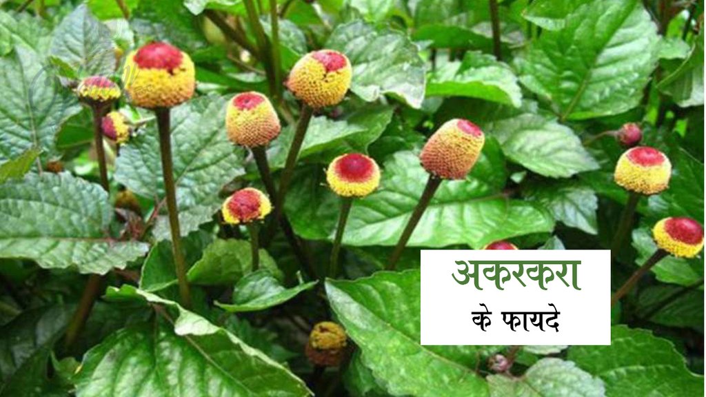 अकरकरा के फायदे