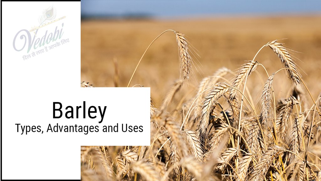 Barley- Types, Advantages and Uses