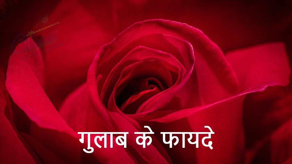 गुलाब के फायदे