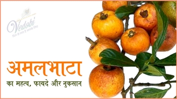 अमलभाठा के महत्व, फायदे और नुकसान