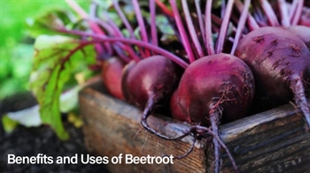 Benefits and Uses of Beetroot