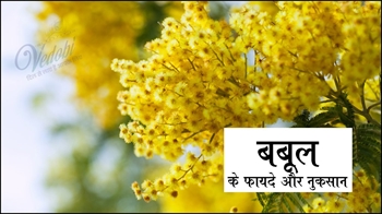 बबूल के फायदे और नुकसान