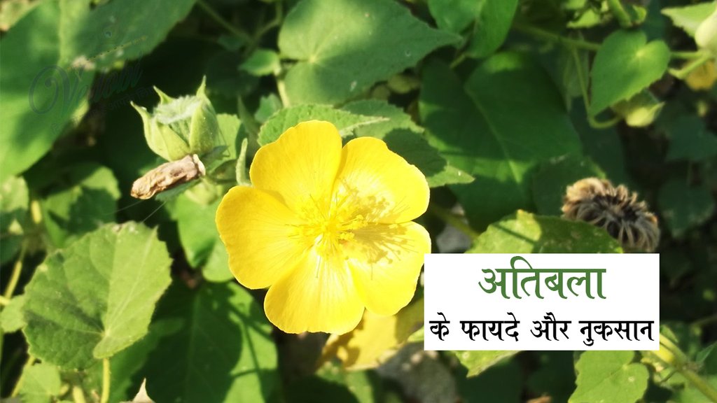 अतिबला के फायदे और नुकसान