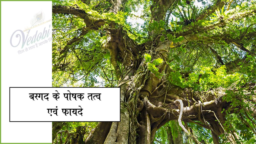 बरगद के पोषक तत्व एवं फायदे