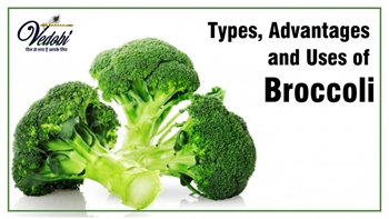 Types, Advantages and Uses of Broccoli
