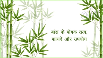 बांस के पोषक तत्व, फायदे और उपयोग