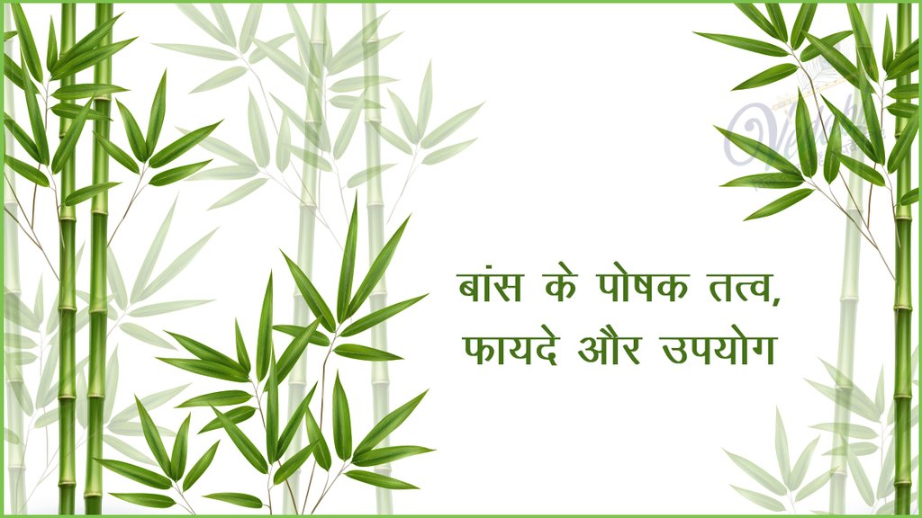 बांस के पोषक तत्व, फायदे और उपयोग