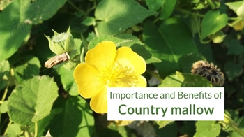 Importance and Benefits of Country mallow