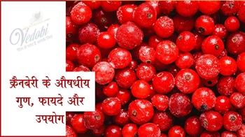 क्रैनबेरी के औषधीय गुण, फायदे और उपयोग