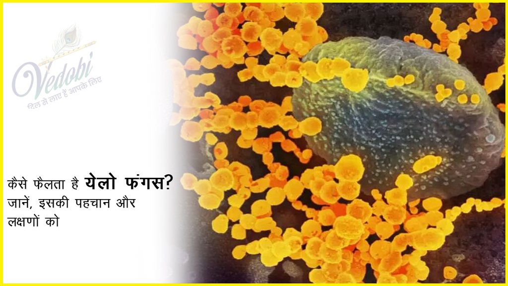कैसे फैलता है येलो फंगस? जानें, इसकी पहचान और लक्षणों को