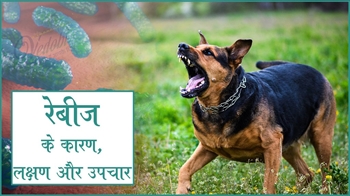 रेबीज के कारण, लक्षण और उपचार