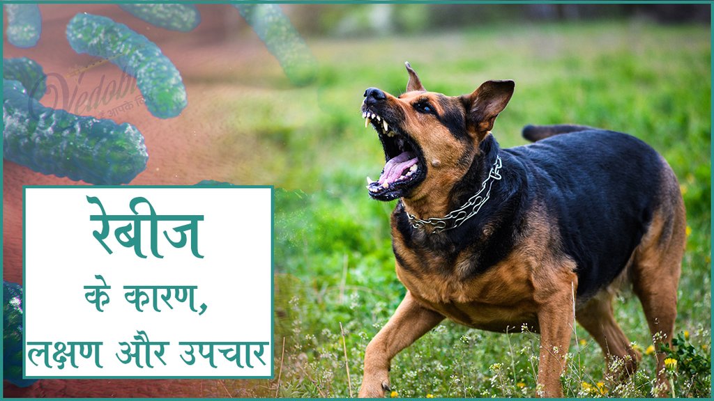 रेबीज के कारण, लक्षण और उपचार