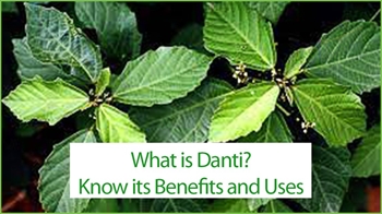 What is Danti? Know its Benefits and Uses