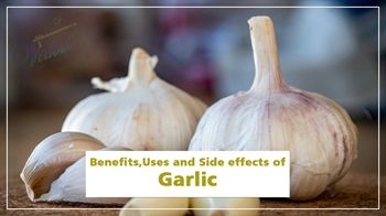 Benefits, Uses and Side effects of Garlic