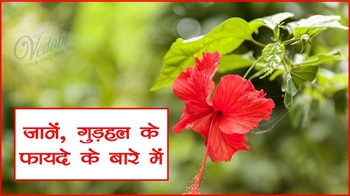 जानें, गुड़हल के फायदे के बारे में