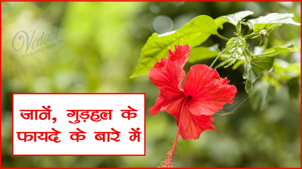 जानें, गुड़हल के फायदे के बारे में