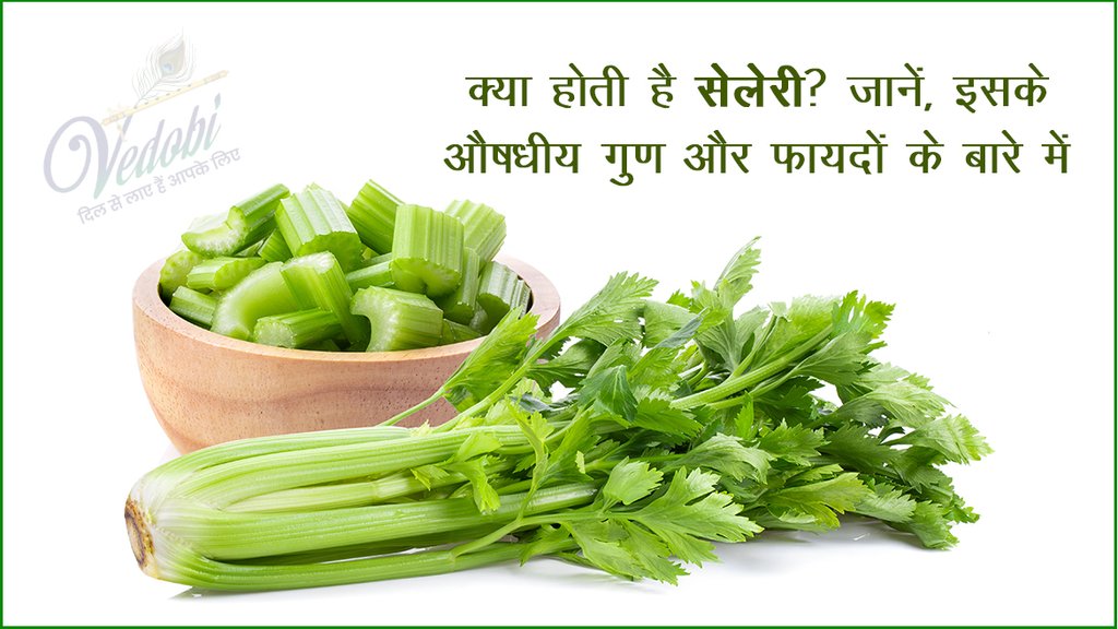 क्या होती है सेलेरी? जानें, इसके औषधीय गुण और फायदों के बारे में